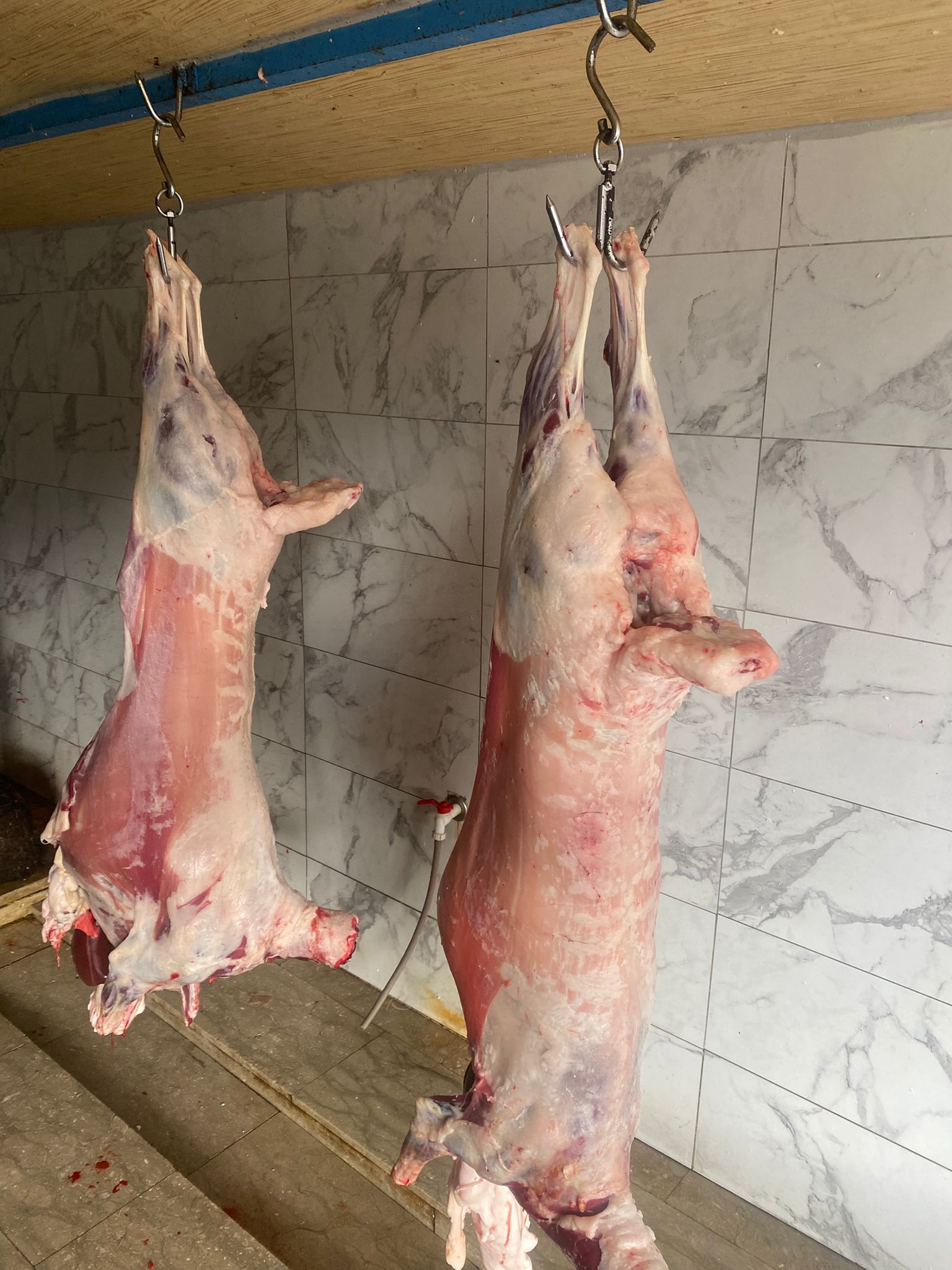 Kurbanlık Galeri Fotoğrafı